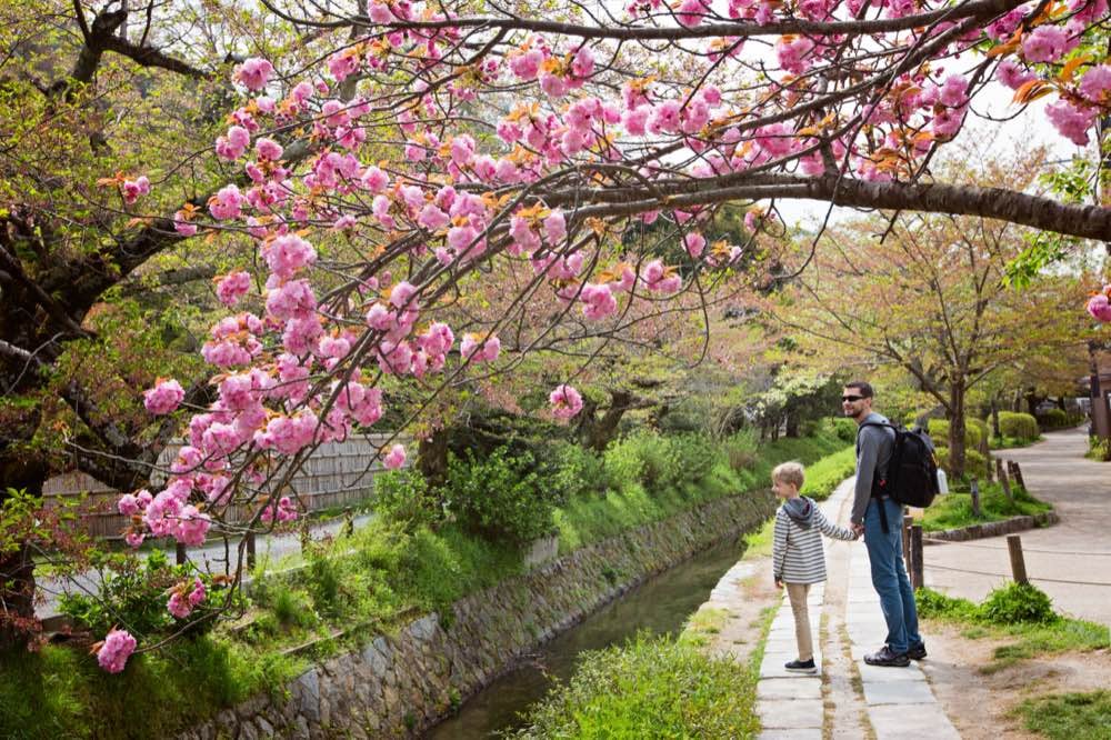 Father and child walking under cherry blossom trees along a canal path in Japan during spring