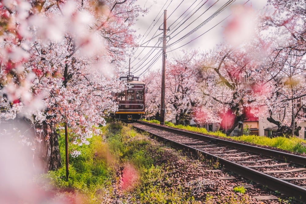 A train on tracks lined with blooming cherry blossom trees in Kyoto